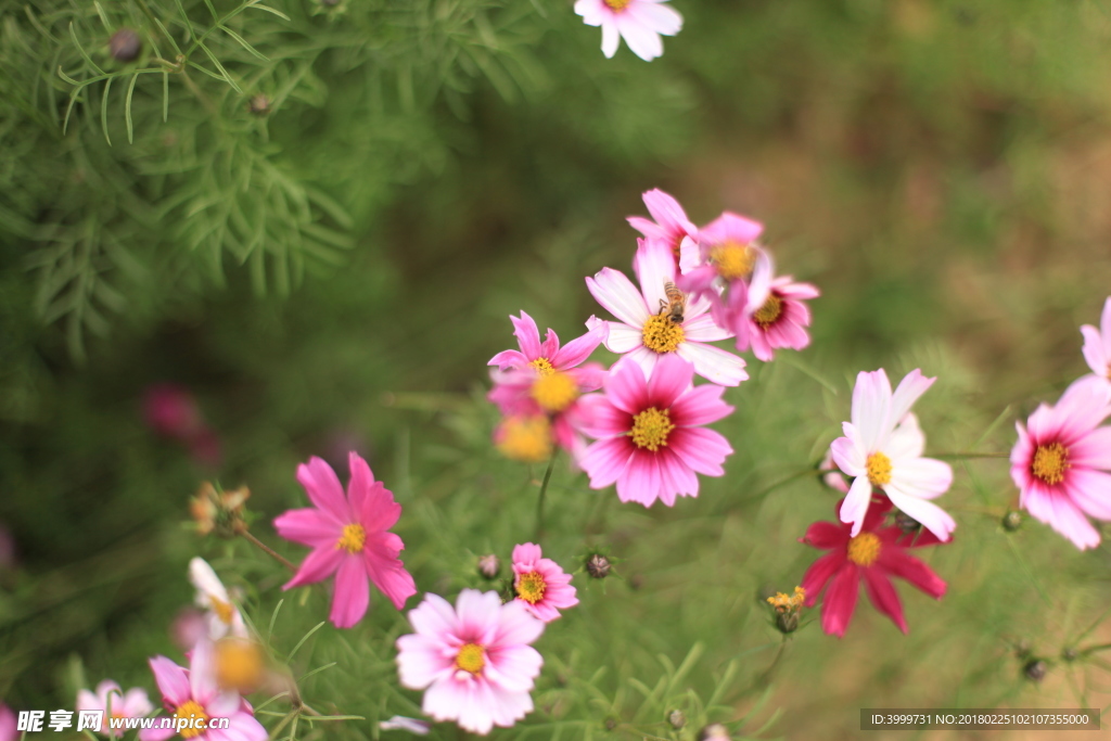 鲜花 摄影 大自然 花朵 花
