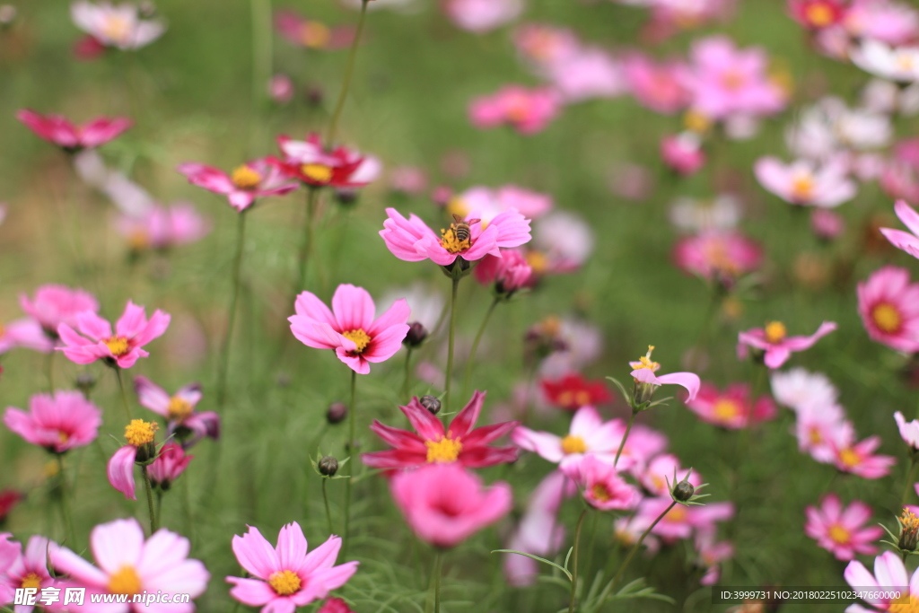 鲜花 摄影 大自然 花朵 花
