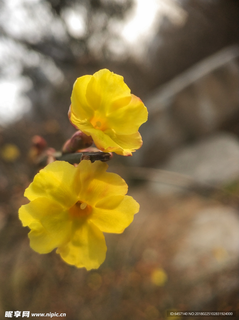 迎春花开