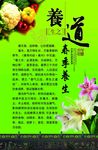 春季养生菜  春菜