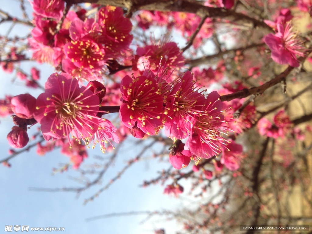 梅花