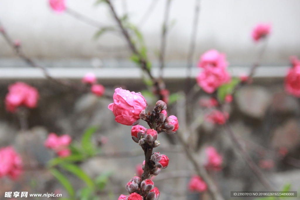 风雨桃花