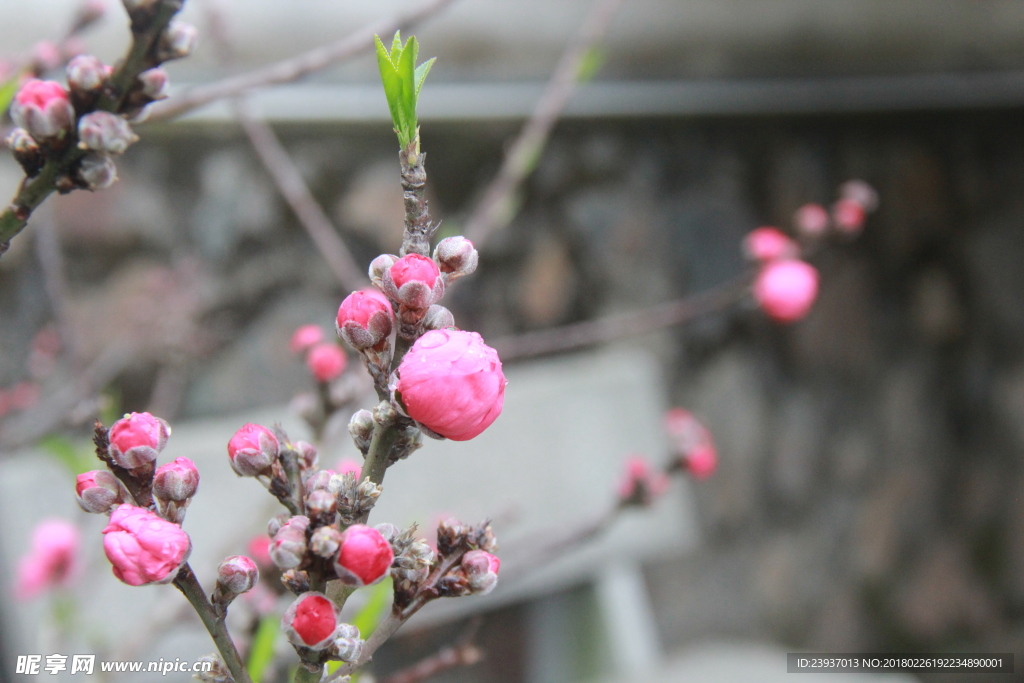 风雨桃花