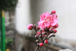 风雨桃花