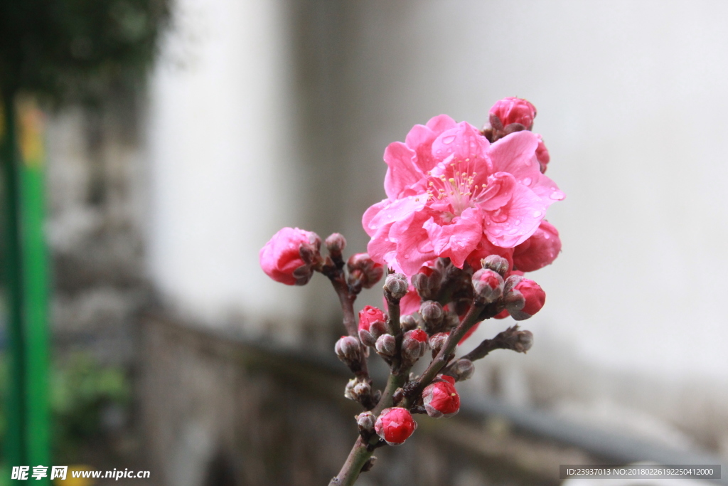 风雨桃花