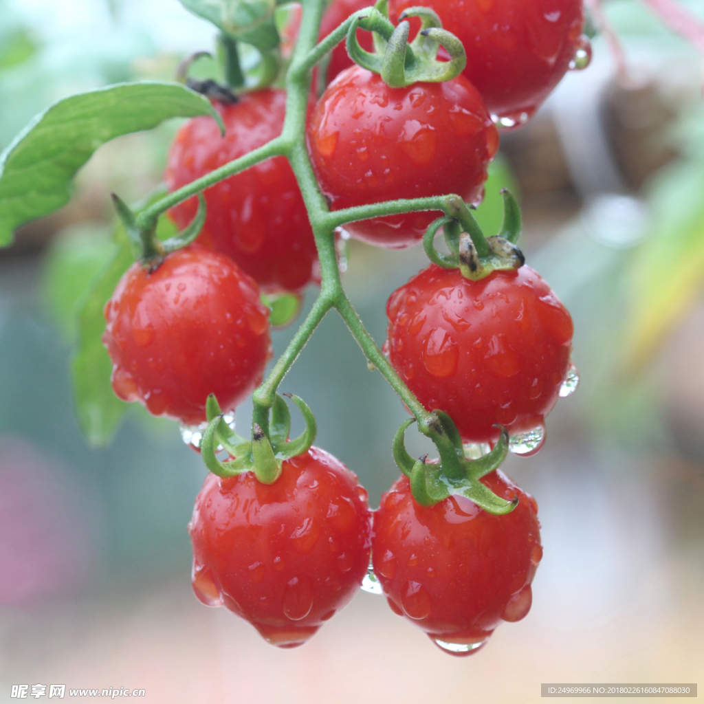 蕃茄