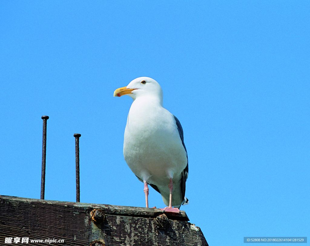 鳥