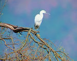 鳥 攝影圖庫 生物世界 鳥類