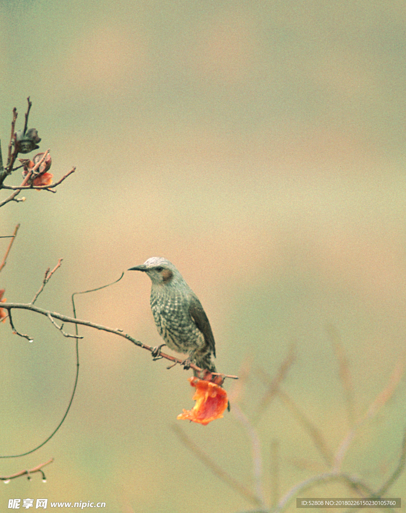 鳥 攝影圖庫 生物世界 鳥類