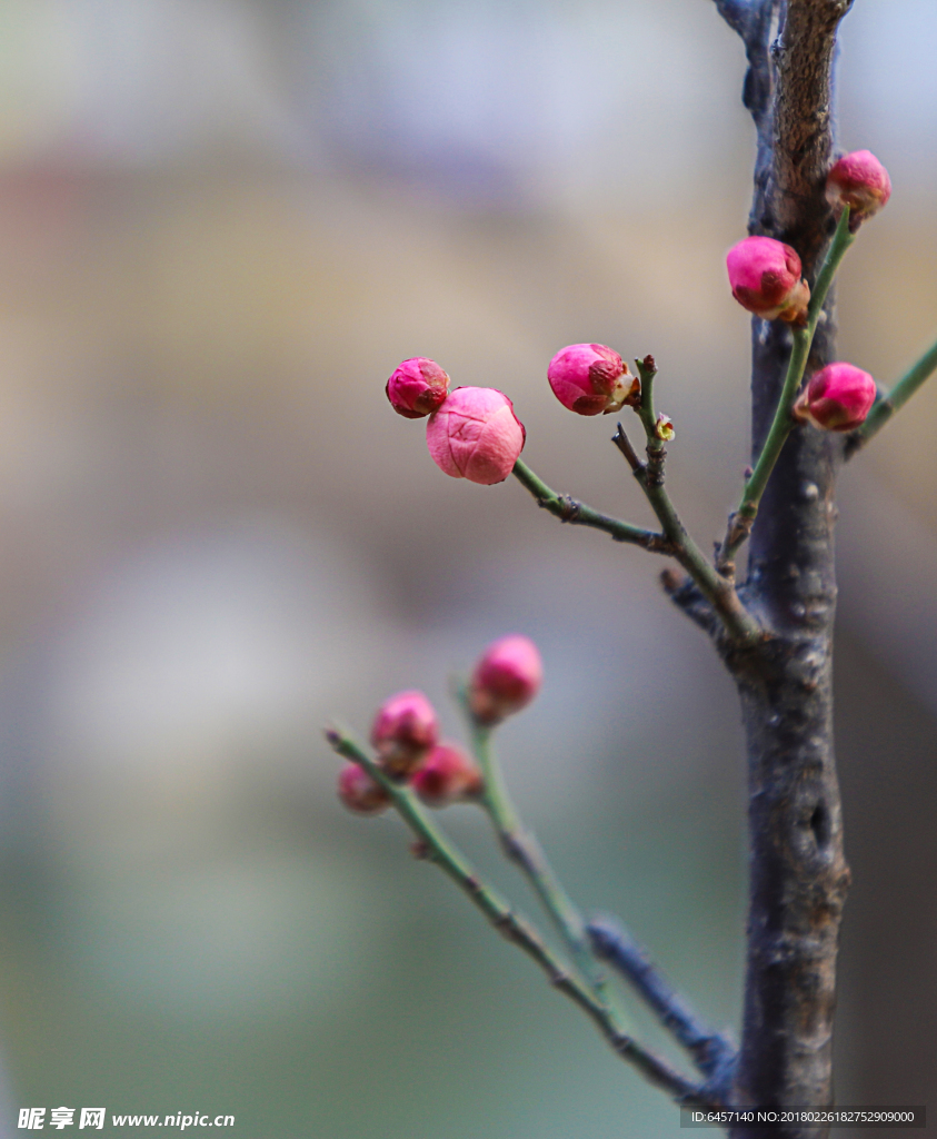 春天桃花花苞