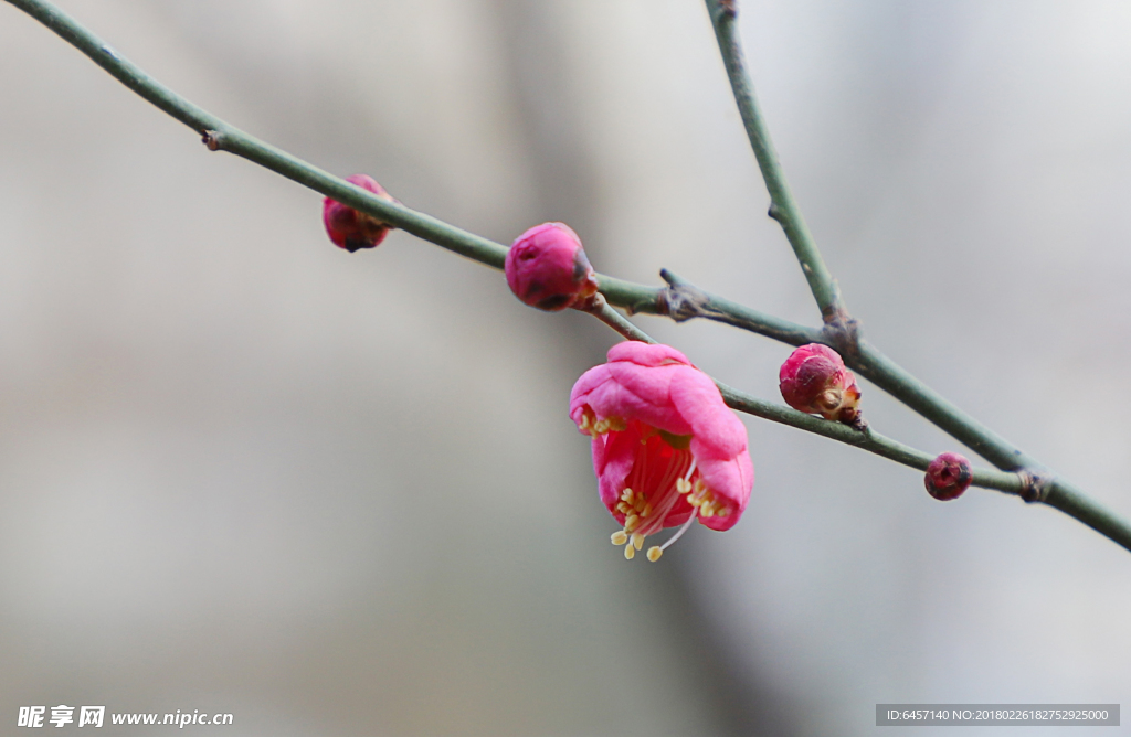 春天桃花