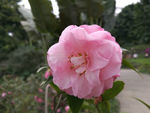 茶花