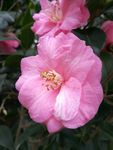 茶花