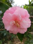 茶花