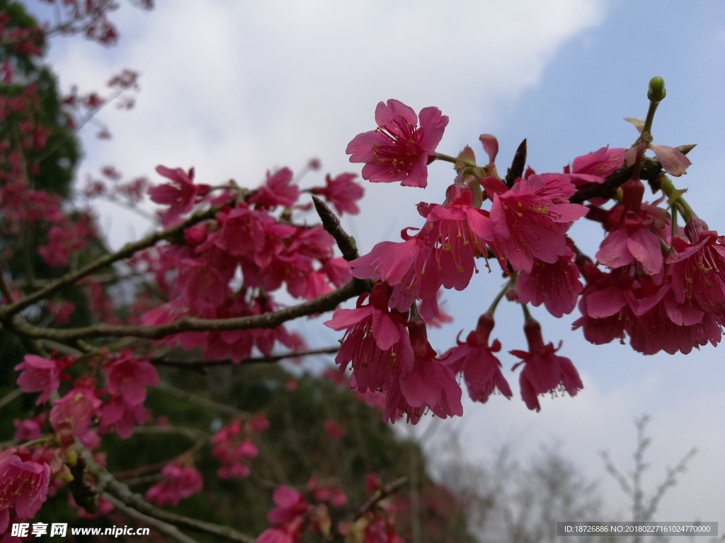 樱花