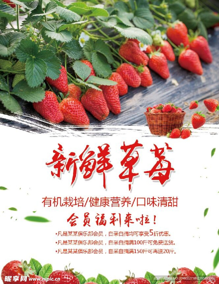 新鲜草莓