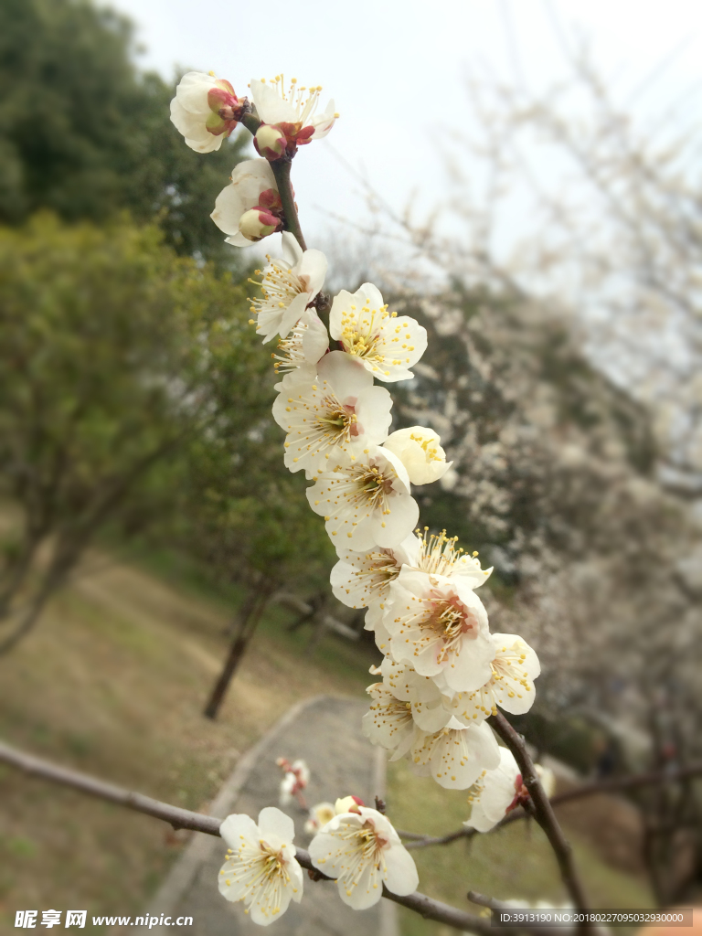 梅花