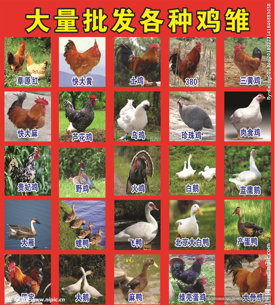 鸡雏