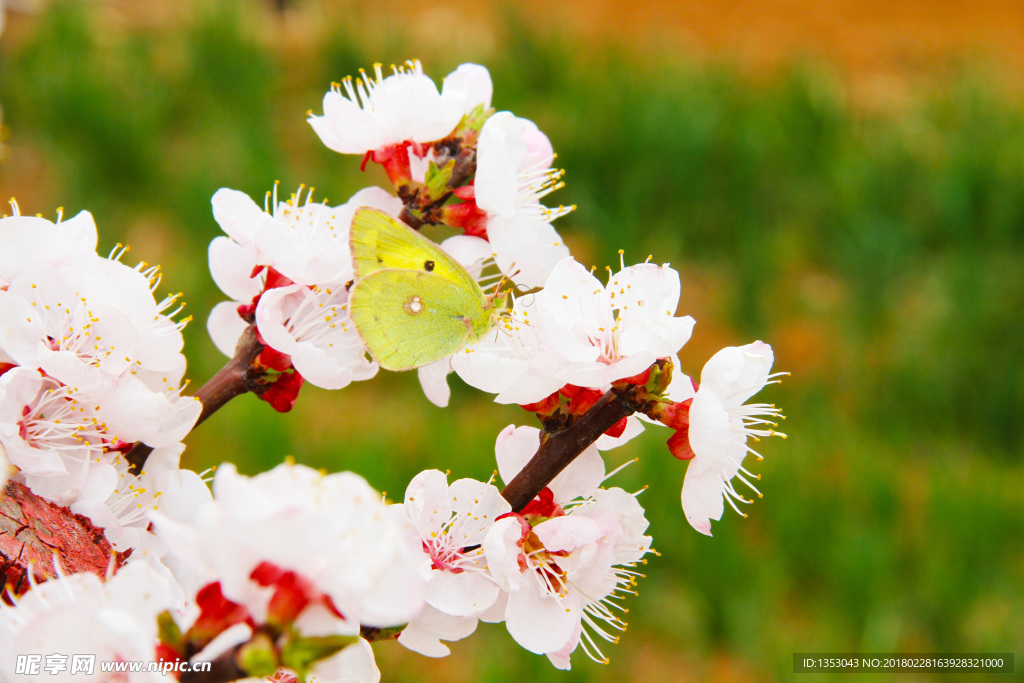 桃花
