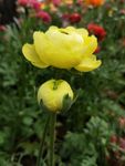 毛茛花