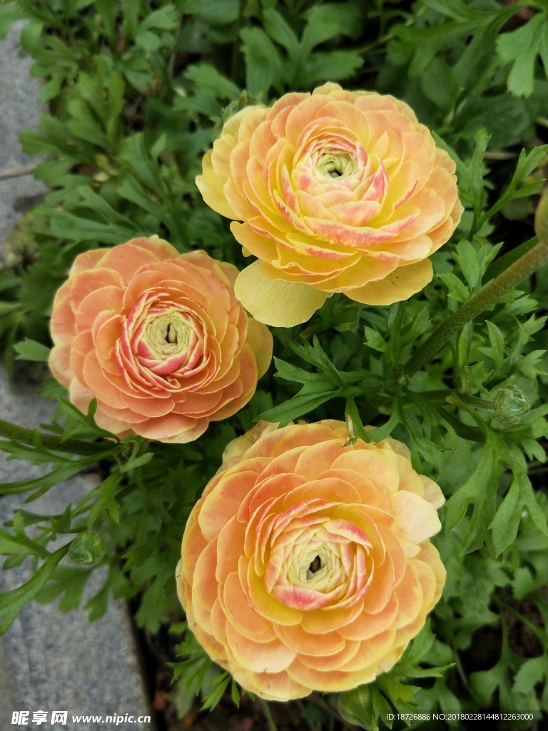 毛茛花