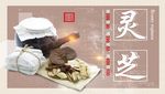 灵芝