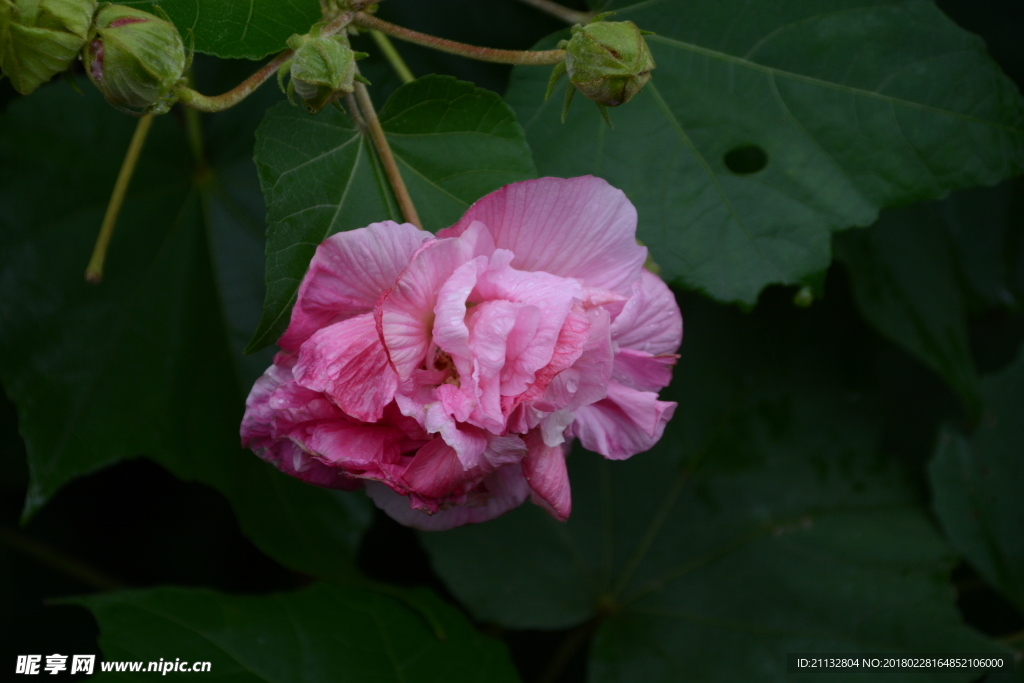 芙蓉花