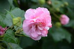 芙蓉花
