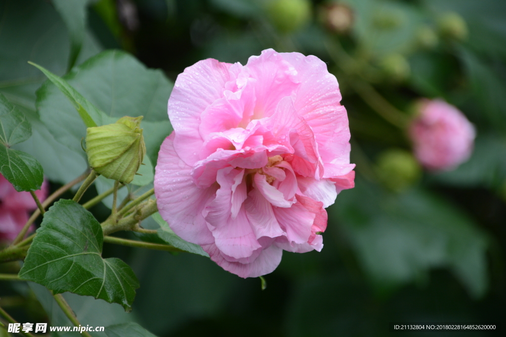 芙蓉花