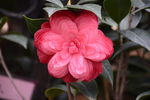 茶花