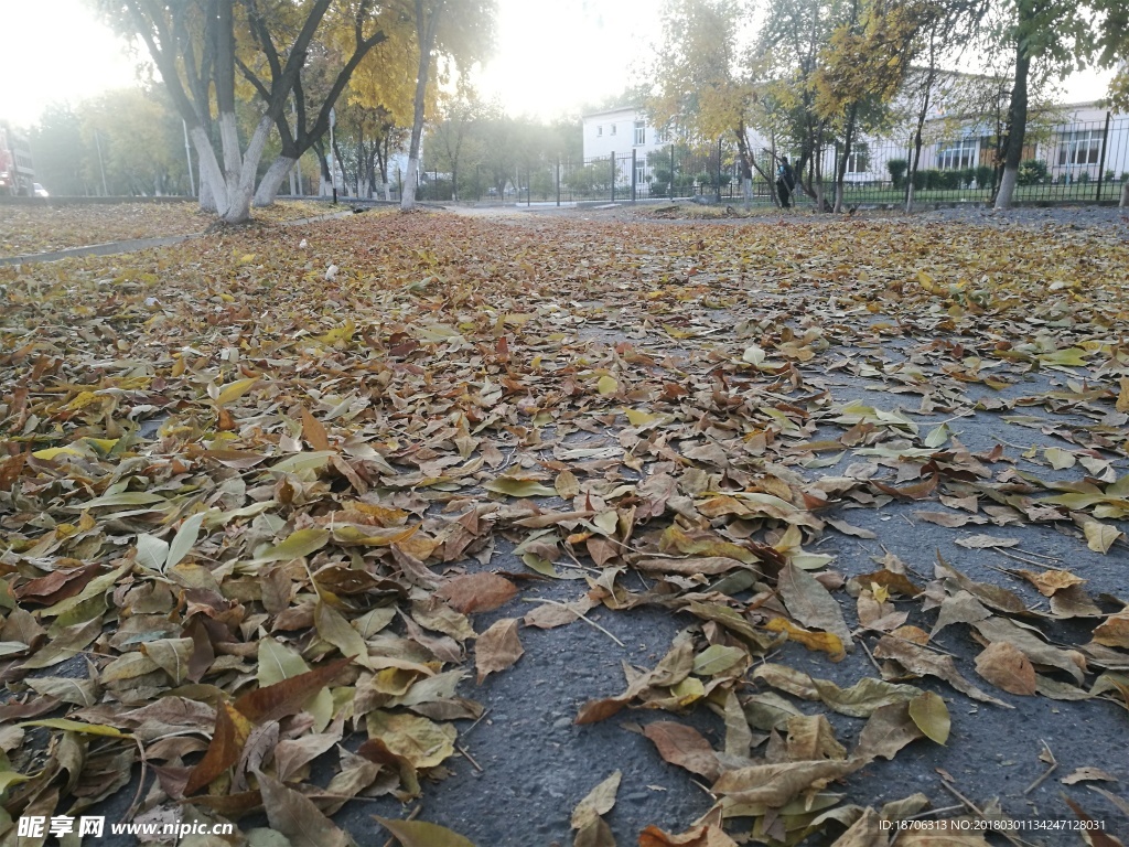 落叶