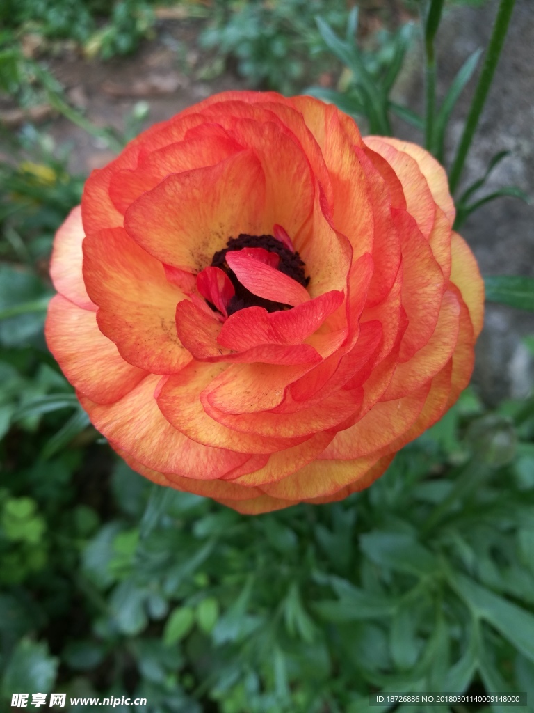 毛茛花