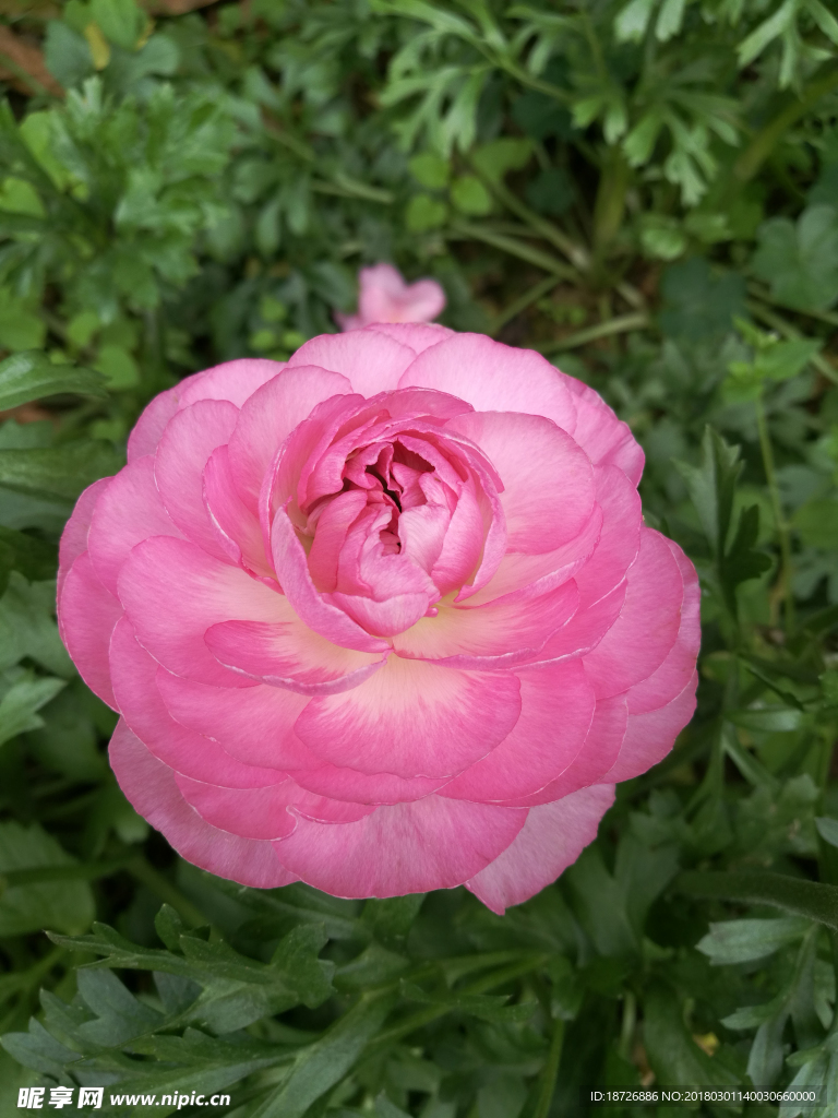 毛茛花