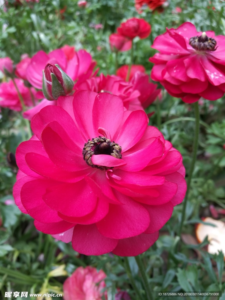 毛茛花