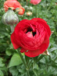 毛茛花
