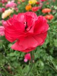 毛茛花