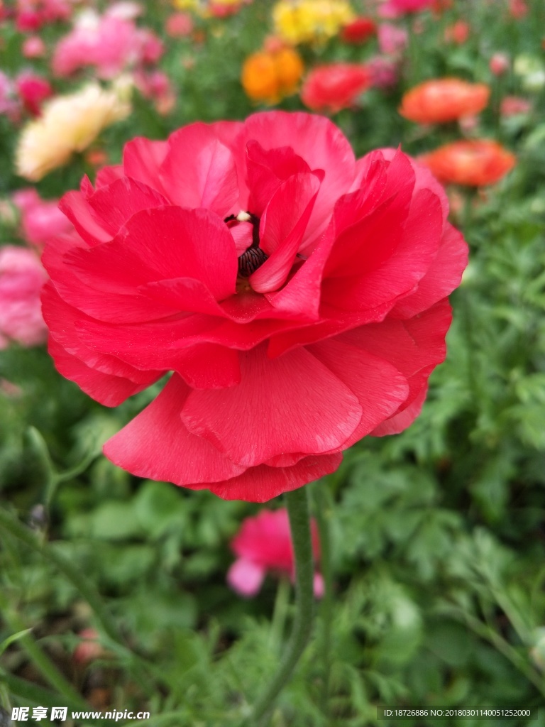 毛茛花