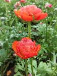 毛茛花