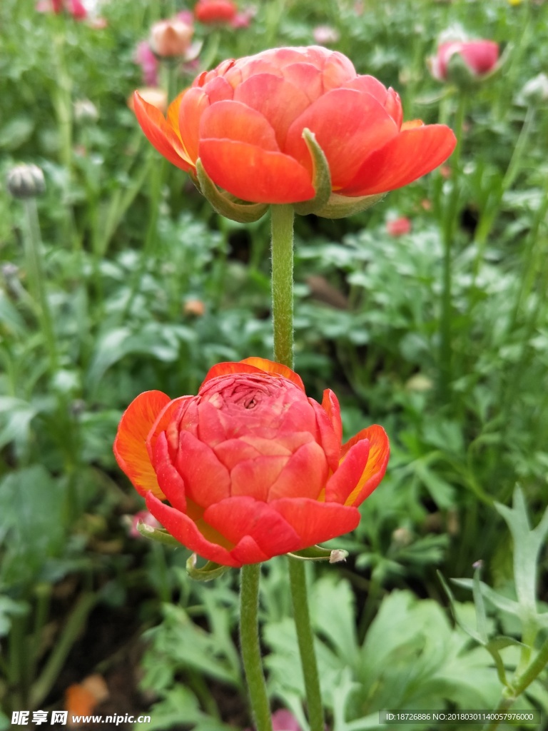 毛茛花