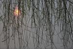 日出柳条