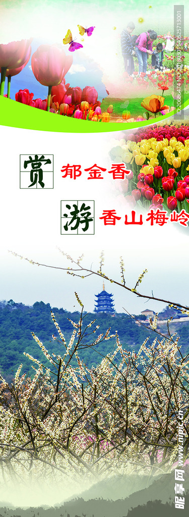 赏郁金香
