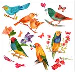 手绘小鸟鸟类水彩画