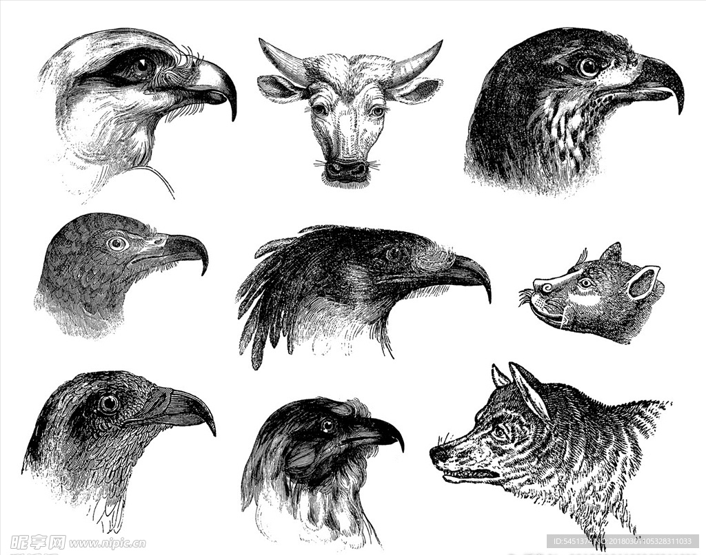 鸟与动物素描头像