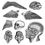 素描写生头骨与鸟类翅膀