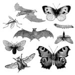 蝴蝶蛾子素描图鉴