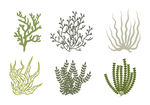 海洋生物