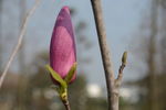 玉兰花