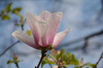 玉兰花