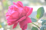 玫瑰花