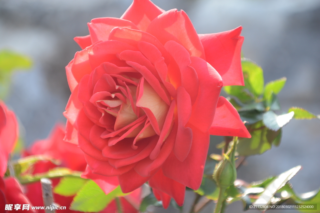 玫瑰花